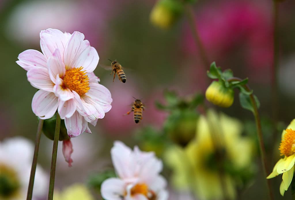 Justin Sullivan/Getty Images Bees at Cypress Flower Farm.
