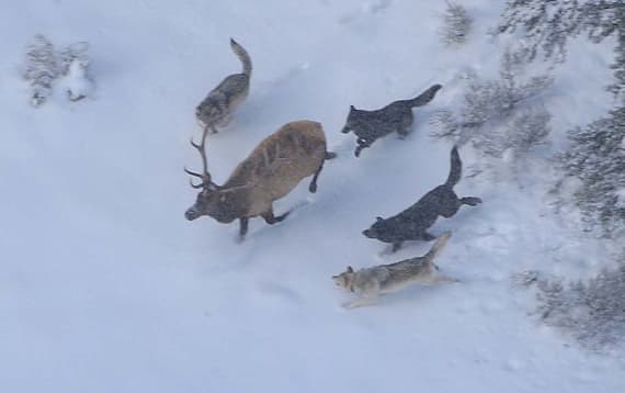 National Park Service via Wikimedia Commons