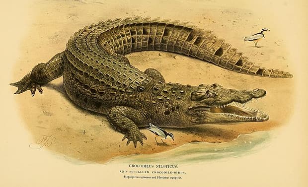 Via Wikimedia Commons Featured image for Florida’s Failed ‘Alligator Alcatraz’ Inspires Israeli Crocodile Clink