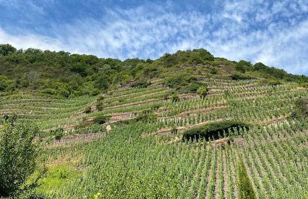 The New York Sun/Clara Dalzell