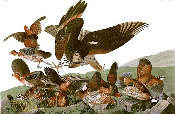 RestoredPrints.com via Wikimedia Commons