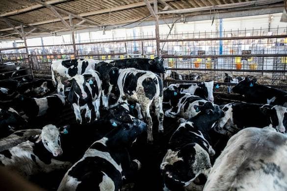 Roee Shpernick via Wikimedia Commons