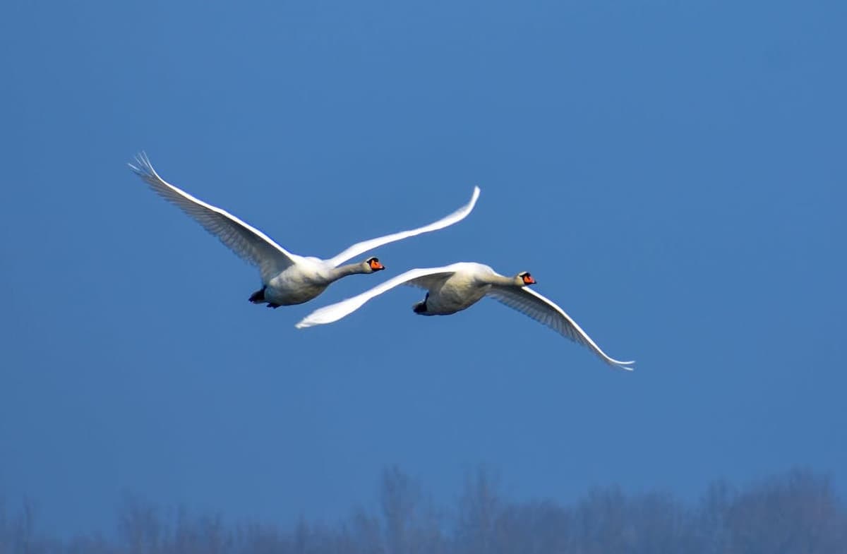 Vladimir Srajber via Pexels.com