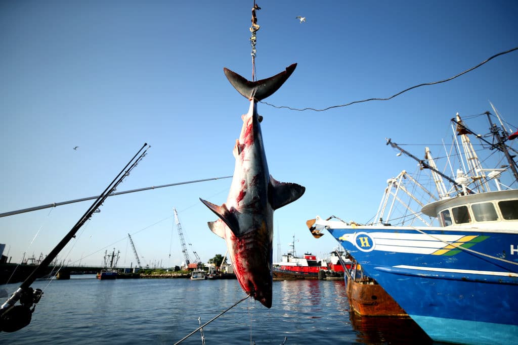Maddie Meyer/Getty Images