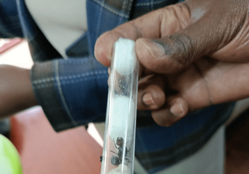 Via Kenya Wildlife Service