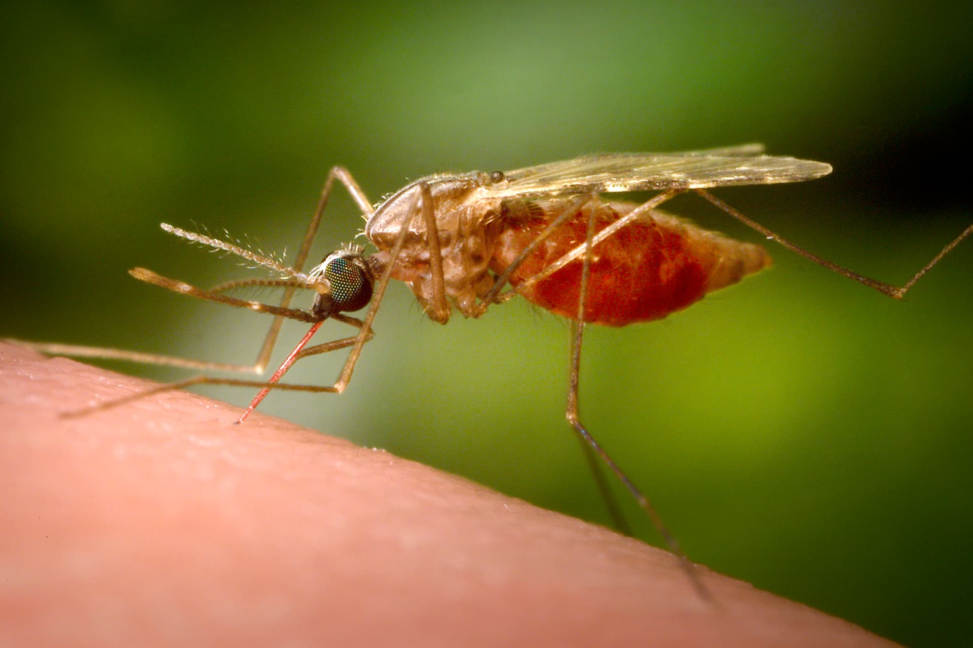 James Gathany/CDC via AP A feeding female Anopheles funestus mosquito.