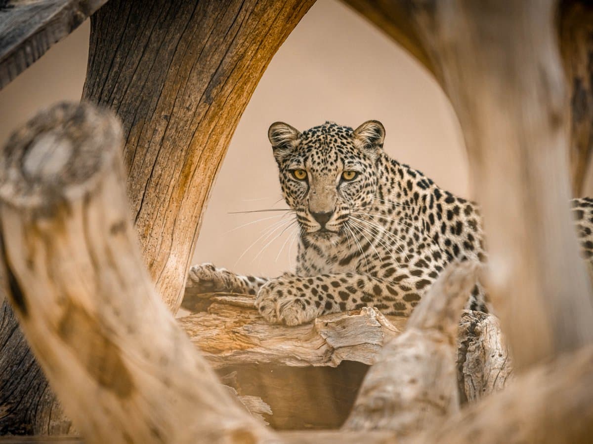 Via X The National Zoo at Washington D.C. released this image to mark the Day of the Arabian Leopard on February 26, 2026.