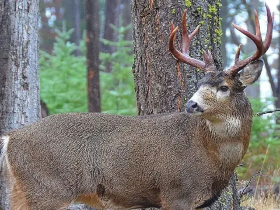 The Oregon Department of Fish and Wildlife manages controlled hunting seasons to keep a check on growing populations of animals like this blacktail deer. The Oregon Department of Fish and Wildlife manages controlled hunting seasons to keep a check on growing populations of animals like this blacktail deer.