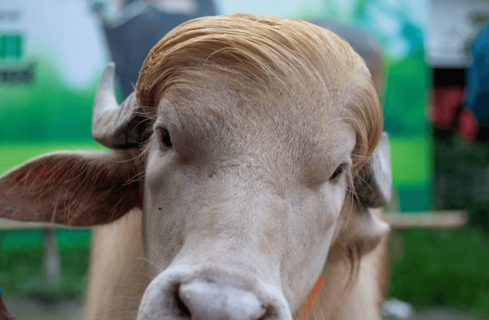 Via X A Bangladeshi buffalo named Donald Trump.