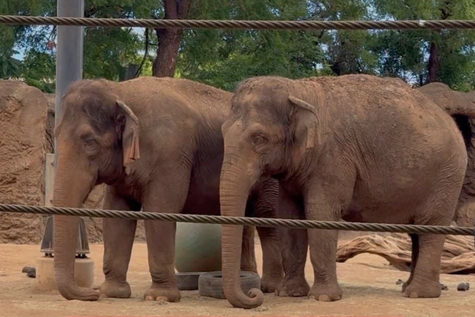 Nonhuman Rights Project via X Asian elephants Mari and Vaigai, both captured in the wild, have lived for decades in a 1.5-acre enclosure at the Honolulu Zoo.