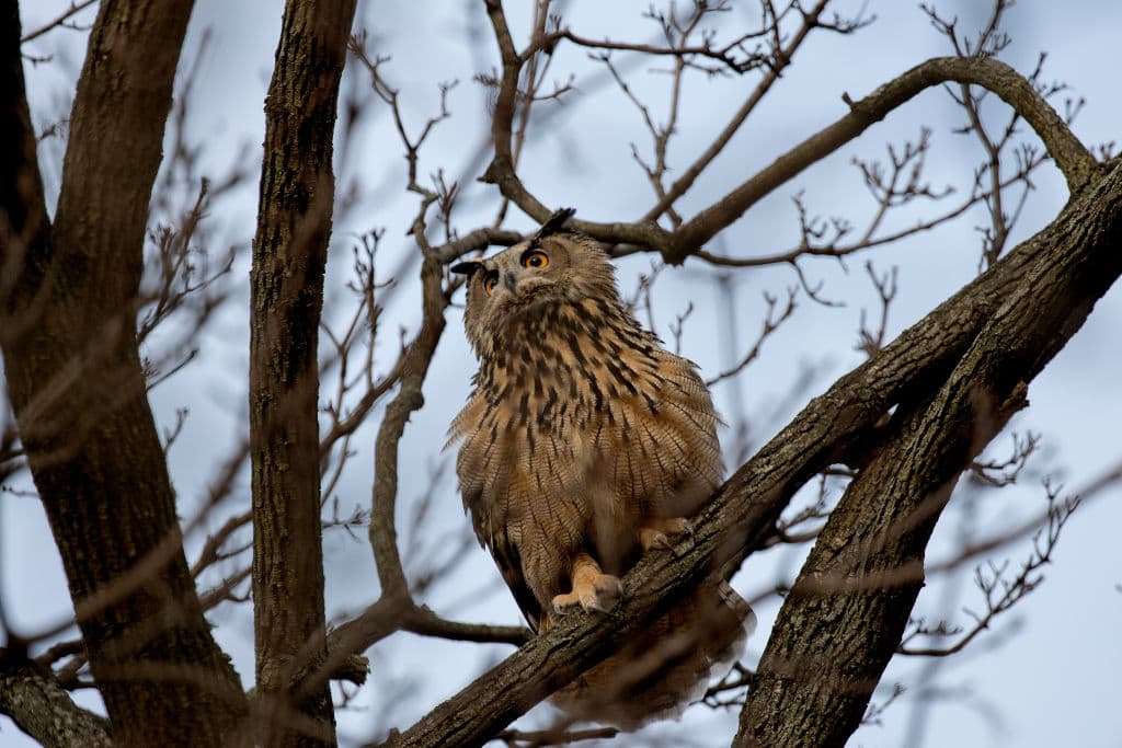 Andrew Lichtenstein/Corbis via Getty Images Flaco in Central Park.