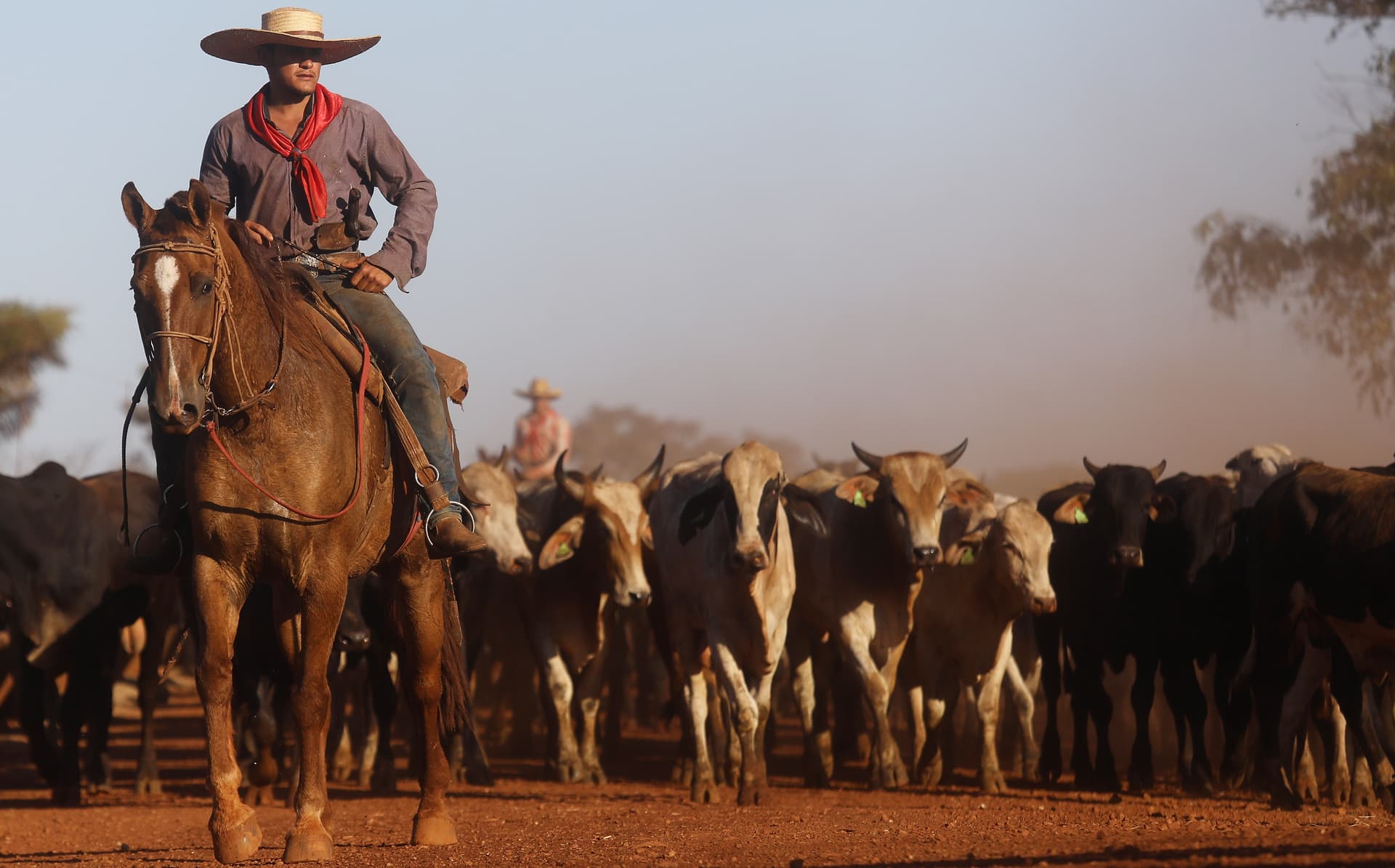 Mario Tama/Getty Images Cowboys herd bulls at a cattle feed lot near Chupinguaia, Rondonia state, Brazil, on June 28, 2017.