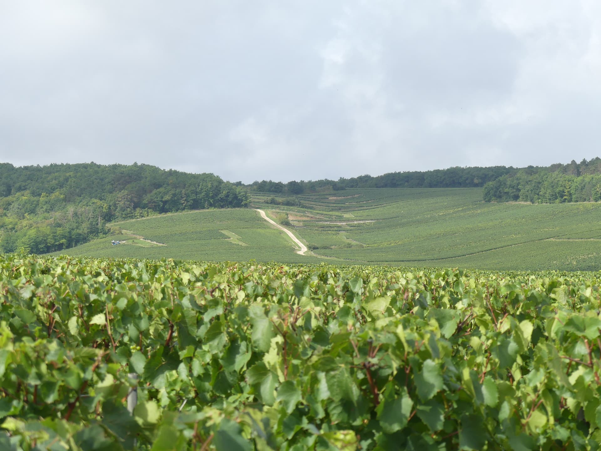 Patrick Piuze Chablis vineyards.